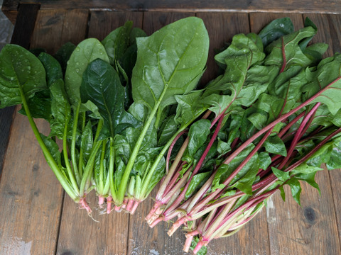【食べ比べ】ほうれん草＆赤ほうれん草【漢方栽培】