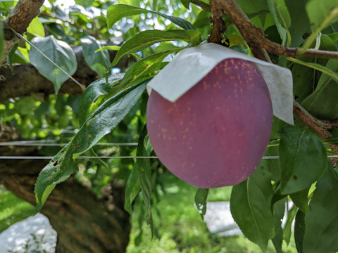 【先行予約受付中】★7月中旬発30名様限定品★（山梨県産 サマ－エンジェル ）