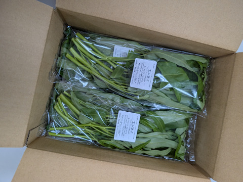 エンサイ／250ｇ×4袋（1kg）〈生で食べるサラダ野菜：大容量パック〉
