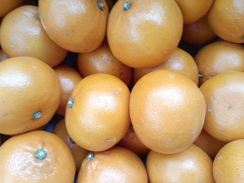 広島県産 青島ミカンとレモン5個　合計5キロ