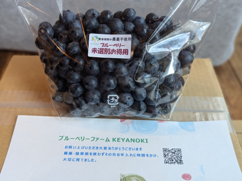 【訳あり！！】新鮮・完熟・フルーティ、ブルーベリー　500g