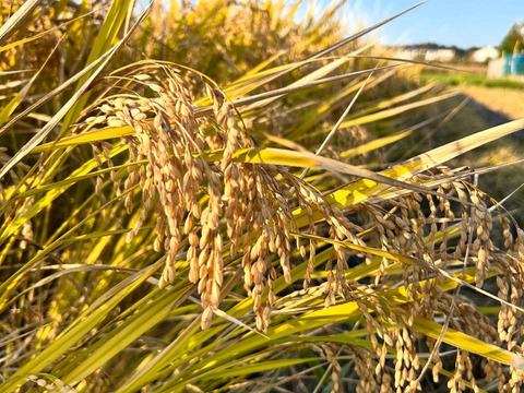 令和7年　宮城県産　新米　にじのきらめき　10キロ　白米　精米