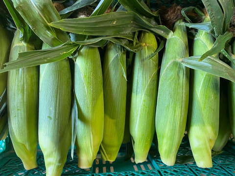 甘みもたっぷりジューシー！生でも食べられるとうもろこし！【ゴールドラッシュ】（100サイズ、16本/10kg以内）