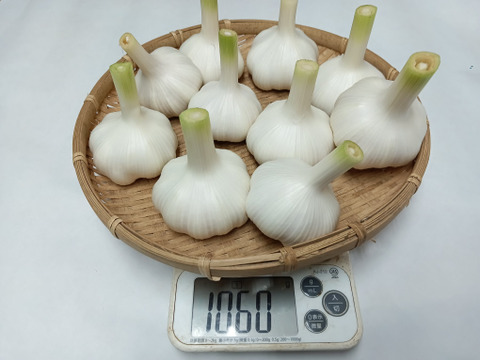 【新にんにく】期間限定　みずみずしく『フレッシュな香り』重量約1kg60サイズ