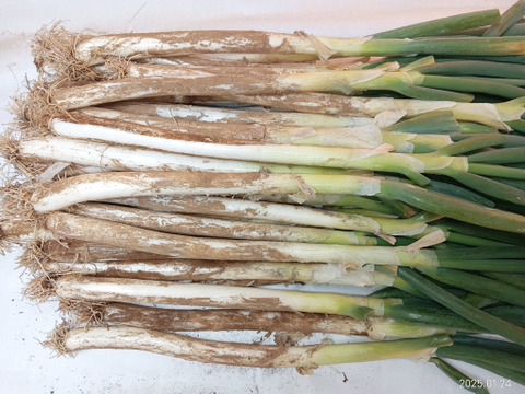 泥ねぎ約3kgサイズＳ,Ｍ,L混合