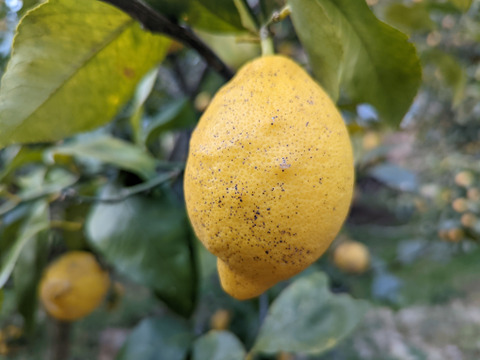 採れたて！まる美農園の爽やかレモン（1kg）【栽培期間中農薬不使用、ワックス防腐剤不使用】