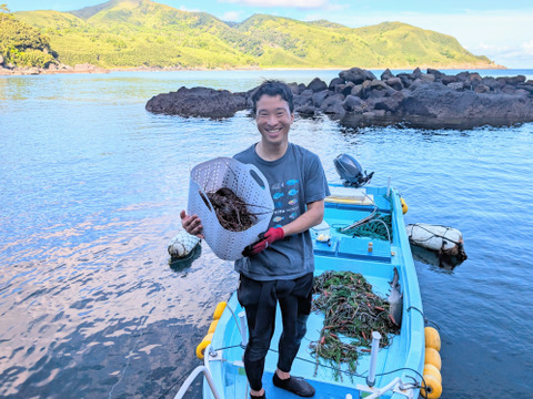 漁師価格！『イセエビ』ボイル済みハーフカット（Sサイズ1匹分：250g前後）