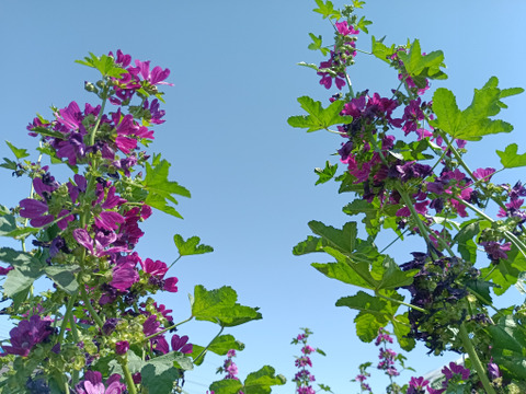 【ゲン担ぎ福袋】約30%お得！おまけ付き！体と心に沁み渡る豊かな香りと味わい！ブレンドハーブティーバッグ（3種）、リーフ（2種）詰め合わせ計5種3776円（5250円相当）（農薬化学肥料不使用）