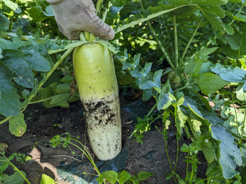新玉ねぎ＆新にんにく入り！日常使い野菜5点セット【農薬化学肥料不使用】