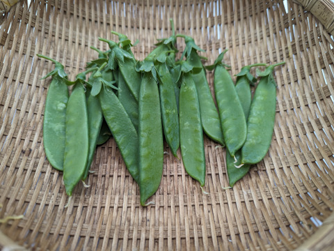新玉ねぎ＆新にんにく入り！日常使い野菜5点セット【農薬化学肥料不使用】