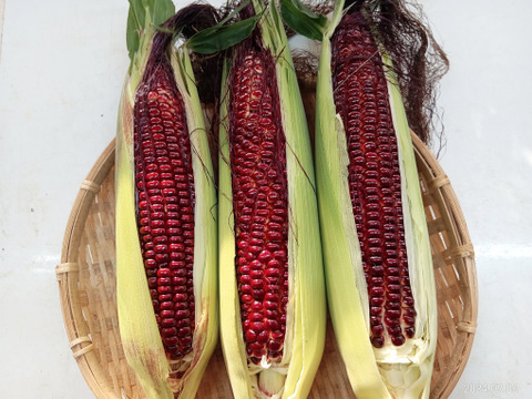 TVで話題の赤いとうもろこし【大和ルージュ】5本入り（1本300〜350g)¥1,600（送料別）『クール便』での発送