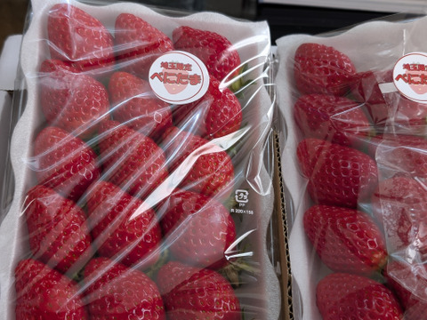 埼玉県特産いちご　べにたま