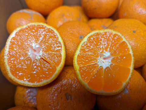 まる美の果汁たっぷり完熟温州みかん5kg以上【訳ありジュース用】