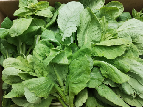 【短期間限定！】白菜のとう立ち菜　※10袋セット