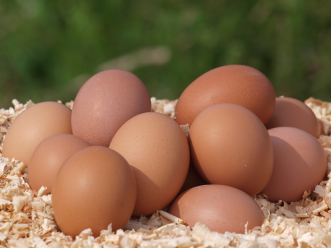 【ぷりぷり初玉】阿波　放し飼い有精卵「池田なません」10個