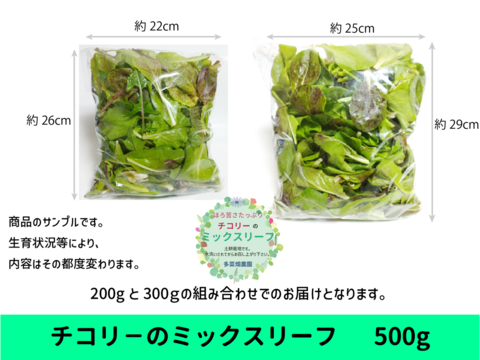 ほろ苦さたっぷり　チコリーのミックスリーフ  500g　露地土耕栽培