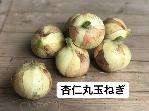 京都産 新玉ねぎ2種セット(各2kg)【漢方栽培】
