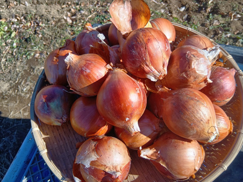 高冷地でじっくり育った玉ねぎ５Kg