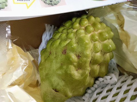 【数量限定】とろける甘さ！稀少な南国フルーツ熊本県産アテモヤ700ｇお試し用