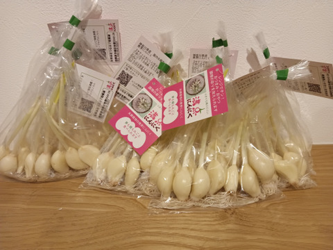 においが残りにくい！屋内水耕栽培　『発芽にんにく』　４袋240g　スプラウトにんにく