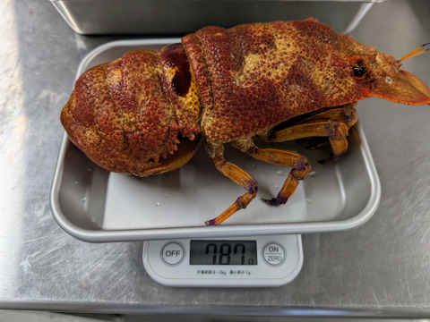 幻のエビ！『セミエビ』活〆真空パック冷凍（780g1匹分）