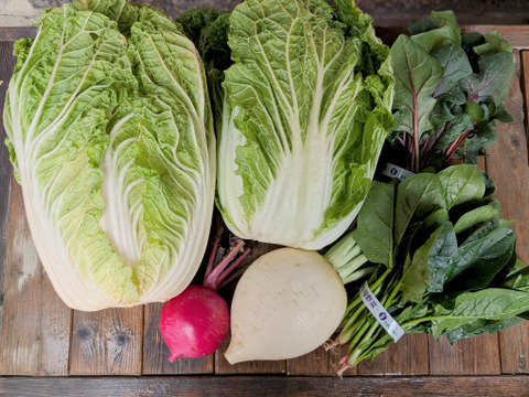 【食べ比べ】京の冬野菜セット2026【漢方栽培】