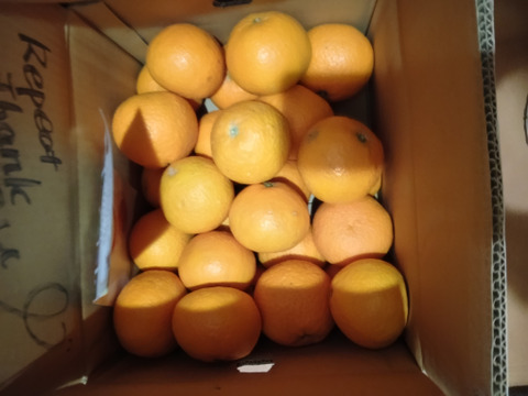 【大玉】とろける果汁 清見オレンジ 訳あり10kg｜愛媛にしうわ産  完熟柑橘