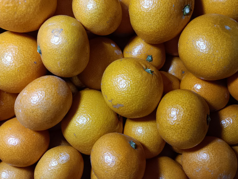 甘くて美味しい 石地みかん ３級品 10kg