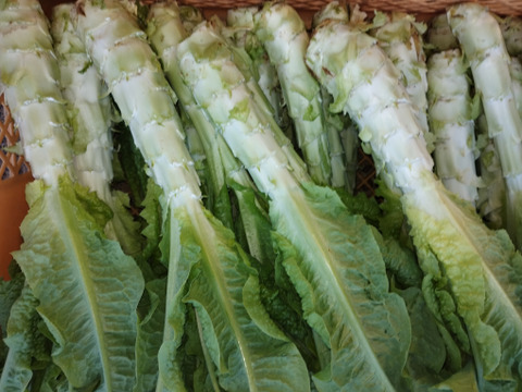 コリコリ食感！『茎レタス』※5kg以内（80サイズを）　レア野菜・乾燥させたら山くらげ
