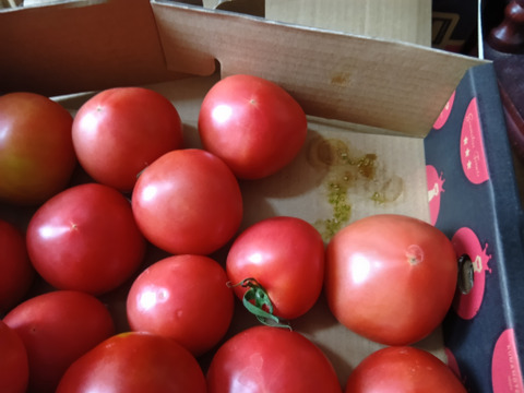 予約1月下旬から順次発送【特別栽培農産物の取得】　＼訳あり／受賞歴３回！ソムリエトマト2kg前後（8～16玉) ①のオマケ❗️ソムリエミニトマト　プラチナ