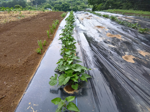 高原で育ったさつまいも《べにはるか》５ｋｇ