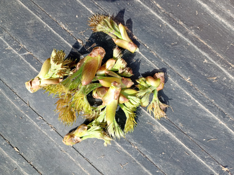 【予約】タラの芽100g【天然・自生】