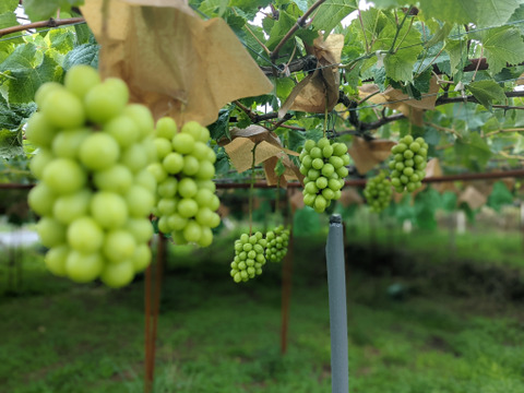 【プレミアム贈答】ナガノパープルとシャインマスカット （450g以上、合計２房 約950g）長野県認証/特別栽培同基準（信州の環境にやさしい農産物認証50）