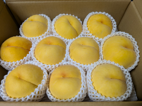 黄貴妃（9月上旬お届け）【わけあり家庭用 3kg】とろける口溶け！黄桃