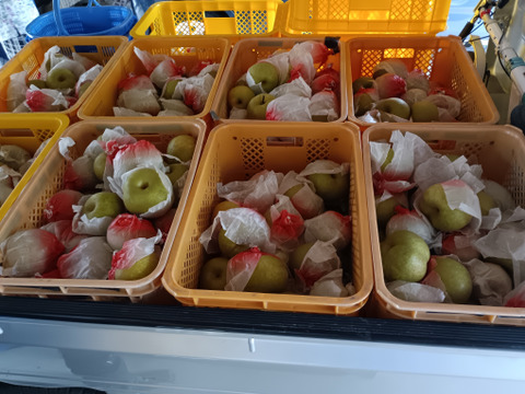 糖度13以上 BIGサイズ美味しい豊水梨5㎏箱 8～12個入り