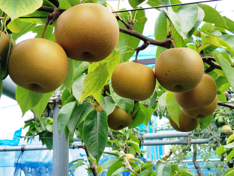 農薬節約栽培】和梨（長十郎）約1.5kg 1箱6～8玉 大きさ不揃い