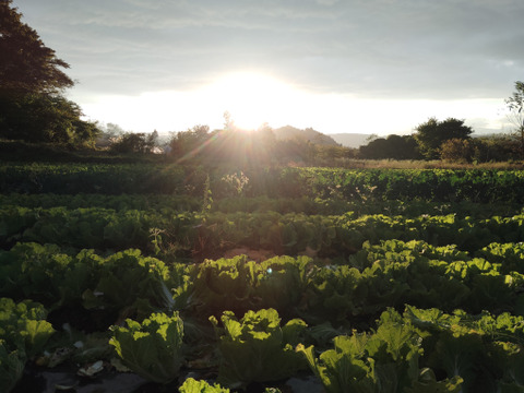 青森県十和田市産　天日干しにんにくも入ります　「おひさま便！野菜セット」
