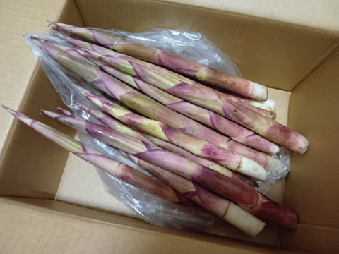 ☆自然栽培 根曲がり竹 ネマガリダケ 姫竹 月山筍 500g 冷蔵専用箱発送