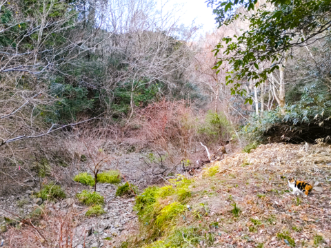 【ぷりぷり初玉】阿波　放し飼い有精卵「池田なません」60個