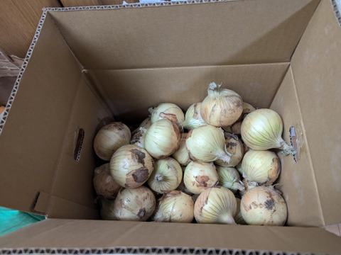 【淡路島　和田農園】数量限定淡路島産玉ねぎ訳ありお試し用５kg