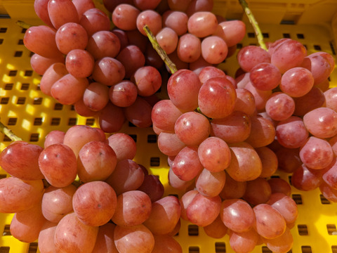 女王のルビーの輝き、甘く芳醇な香り！クイーンルージュ 約800g（2～4房）長野県認証/特別栽培同基準（信州の環境にやさしい農産物認証50）