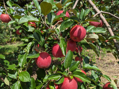 【予約販売・数量限定】長野県産りんご2.5㎏（シナノプッチ）（９月発送）甘い小玉