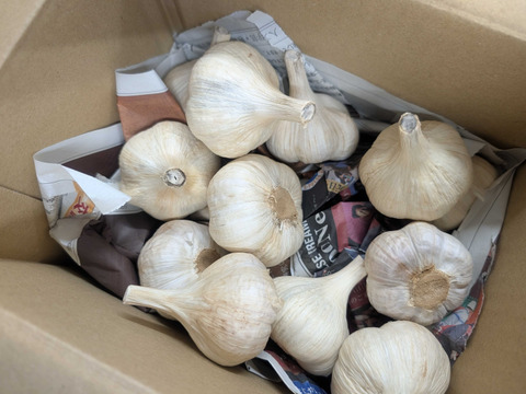 化学合成農薬、肥料不使用10～13個平戸ニンニク　600g