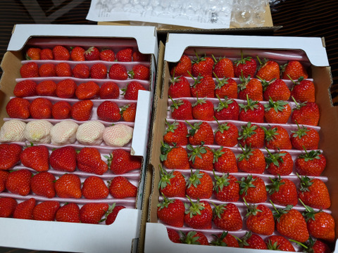 大切な方へイチゴで想いを届ける！「品種：恋みのり（3L以上）」（1.3kg）