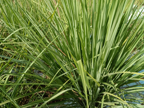 リニューアル！【ハーブティーがお好きな方に！リセット&リカバリー！】体と心に沁み渡る豊かな香りと味わい！ブレンドハーブティーバッグ3包（植物由来ティーバッグ使用、農薬化学肥料不使用）ノンカフェイン