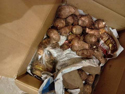 【定番福袋】もりもりお芋野菜セット 農薬不使用で育てたお芋 さつまいもと里芋4kg以上　採れたて葉物野菜もサービスでお届け致します。