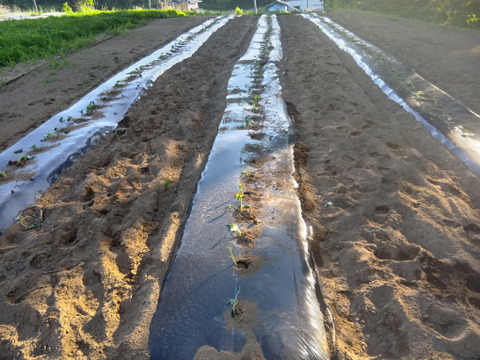 高原で育った甘いかぼちゃ５ｋｇ