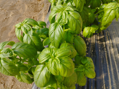 スイートバジル　1kg