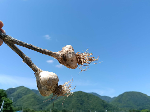 2025年新物　北海道産にんにく【ホワイト六片】バラ500g※一部皮むけあり