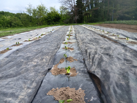 高原で育った甘いかぼちゃ５ｋｇ